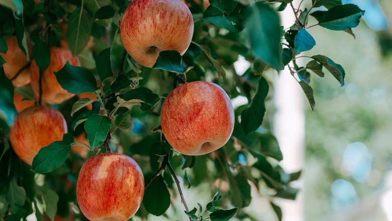 Cheese and Apple Pairing for the Fall Season: A Delicious Guide